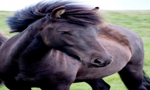 Zdjcie ISLANDIA / Fiordy zachodnie / okolice  / Kary