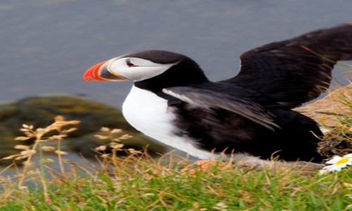 Zdjcie ISLANDIA / Fiordy zachodnie / Klify Latrabjarg / Maskonur