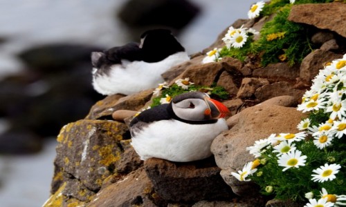 Zdjcie ISLANDIA / Fiordy zachodnie / Klify Latrabjarg / Maskonury w kwiatach