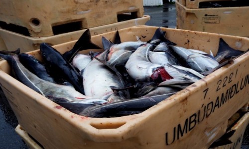 Zdjęcie ISLANDIA / Fiordy zachodnie / Flateyri / Niezły połów