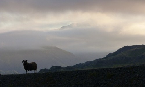 Zdjecie ISLANDIA / Hoffellsjkull / Hoffell  / Islandzkie klimaty