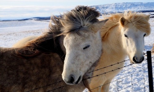 Zdjecie ISLANDIA / okolice Reykjaviku / Zoty krg / Islandzkie konie