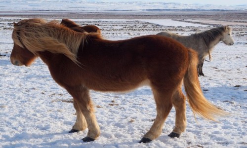 Zdjecie ISLANDIA / okolice Reykjaviku / Zoty krg / Jaki jest ko islandzki kady widzi..... wochaty;)