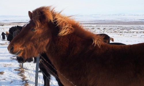 Zdj�cie ISLANDIA / okolice Reykjaviku / Zloty kr�g / Brodaty