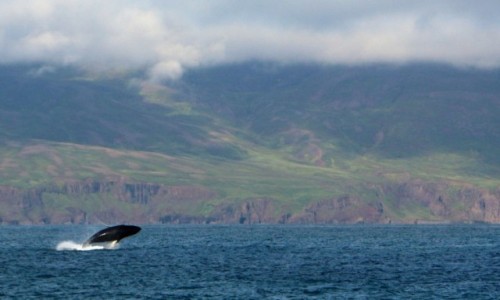 Zdjcie ISLANDIA / ,., / Husavik / Humbak