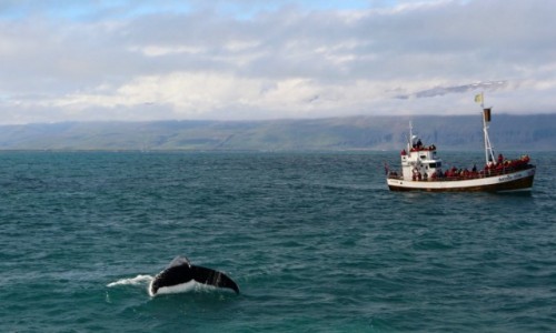 Zdjecie ISLANDIA / ,., / Husavik / Walenie