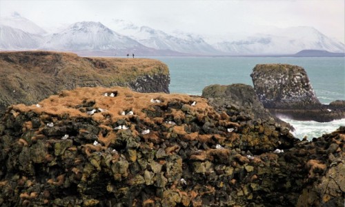 Zdjcie ISLANDIA /  Pwysep Snæfellsnes / Arnarstapi / Ptaki i ludzie