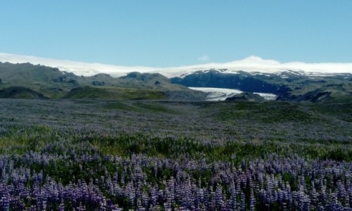 Zdjecie ISLANDIA / Vik / droga nr 1 / Pole ubinu