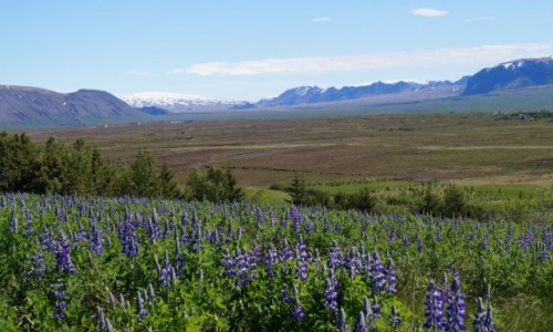Zdjecie ISLANDIA / Thingvellir / Thingvellir / Pola ubinu