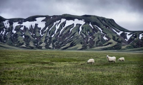 Zdjcie ISLANDIA / rodkowa Islandia / okolice Langjokull / Turystki w interiorze....