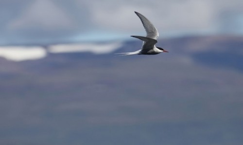 Zdjęcie ISLANDIA / Fjordy Zachodnie / nad... / Rybitwa... rzeczna