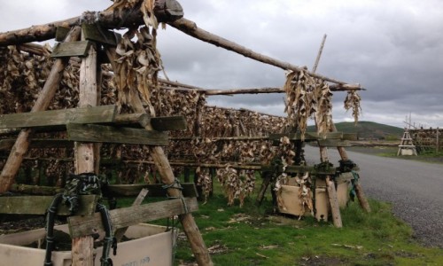 Zdjecie ISLANDIA / - / Okolice reykiawiku / Suszone ryby na islandii