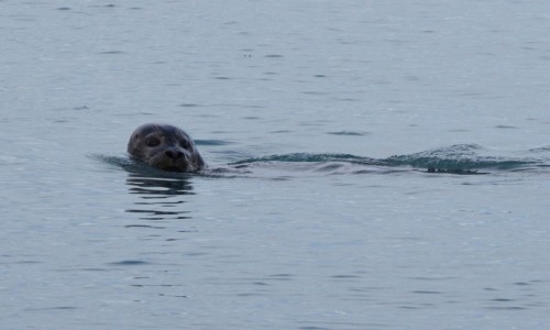 ISLANDIA / Jökulsárlón / Jökulsárlón / Islandzka foka