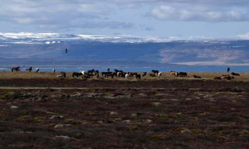 ISLANDIA / Islandia północna / Islandia północna / Islandzkie konie