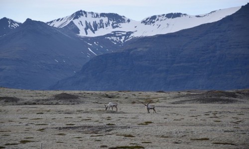 Zdjcie ISLANDIA / Islandia wschodnia / Islandia wschodnia / Islandzkie renifery