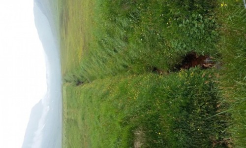 Zdjecie ISLANDIA / Mjifjrður / Dalatanga / Dalatanga