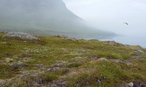 Zdjecie ISLANDIA / Mjifjrður / Dalatanga / Dalatanga