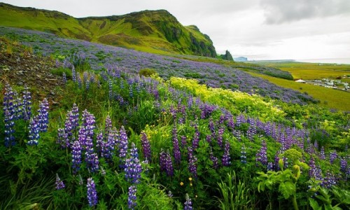 Zdjecie ISLANDIA / Poludnie wyspy / Okolice Reykjaviku / Krajobraz