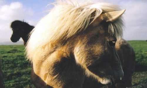 Zdjecie ISLANDIA / brak / kirkjubaejarklaustur / konik