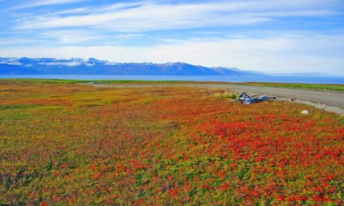 Zdjęcie ISLANDIA / Polnocna Islandia / Husavik / Pola jagodowe