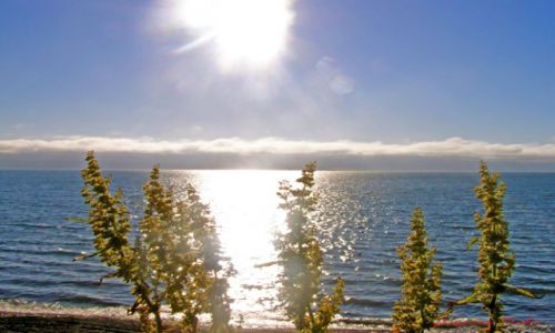 Zdjecie ISLANDIA / Polnocna Islandia / Husavik / Chwasty