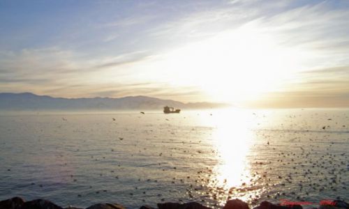 Zdjecie ISLANDIA / Polnocna Islandia / Husavik / Husavik