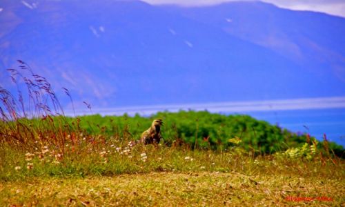 Zdjcie ISLANDIA / Polnocna Islandia / Husavik / Husavik