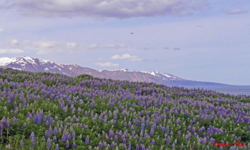Zdjecie ISLANDIA / Polnocna Islandia / Husavik / Husavik