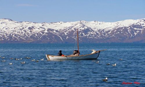 Zdjecie ISLANDIA / Polnocna Islandia / Husavik / Husavik