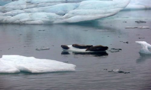 Zdjęcie ISLANDIA / Południowa Islandia / Jokulsarlon - Lodowa laguna / Foki na Lodowej lagunie