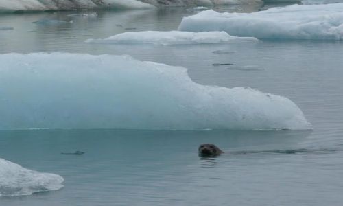 Zdjecie ISLANDIA / Południowa Islandia / Jokulsarlon - Lodowa laguna / Miłe stworzenie