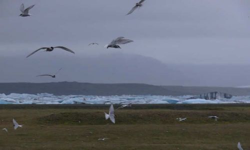 Zdjęcie ISLANDIA / Południowa Islandia / Jokulsarlon - Lodowa Laguna / Okolice Jokulsarlon