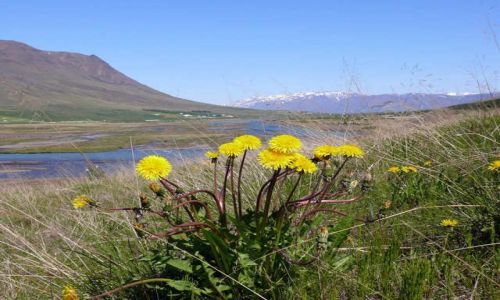 Zdjęcie ISLANDIA / Północna Islandia / Okolice Akureyri / Dolina Óxnadalur