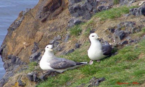 Zdjecie ISLANDIA / Polnocna Islandia / Husavik / Husavik