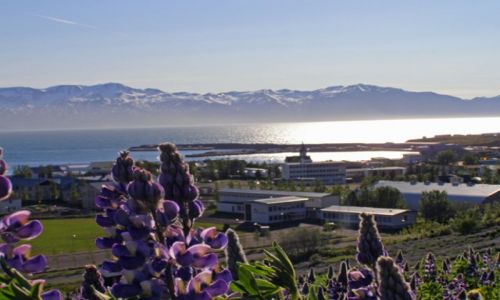Zdjecie ISLANDIA / Polnocna Islandia / Husavik / Husavik