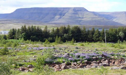 Zdjcie ISLANDIA / Poudniowa Zachodnia Islandia / Okolice Laxsnes / Okolice Laxsnes