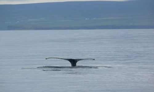 Zdjecie ISLANDIA / brak / Husavik / koniec walenia