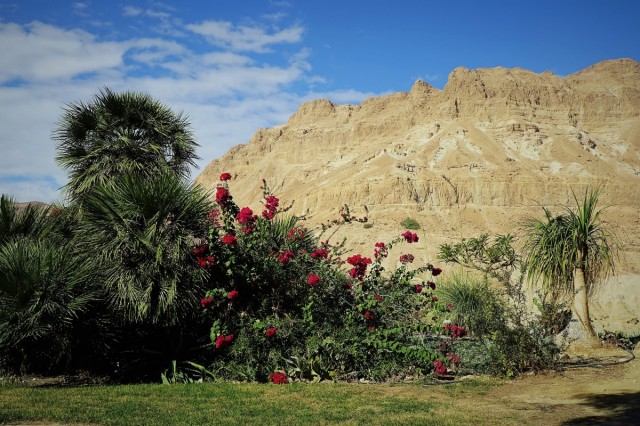 Zdj cia: En Gedi, Morze Martwe, Ukwiecona pustynia, IZRAEL Zdj cia: En Gedi, Morze Martwe, Ukwiecona pustynia, IZRAEL