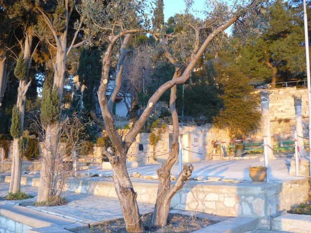 Zdjęcia: jerozolima, gaj oliwny, IZRAEL Zdjęcia: jerozolima, gaj oliwny, IZRAEL