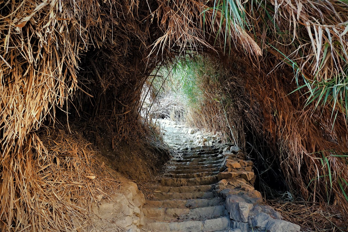 Zdjęcia: Ein Gedi, Morze Martwe, Tunel wśród trzcin, IZRAEL Zdjęcia: Ein Gedi, Morze Martwe, Tunel wśród trzcin, IZRAEL