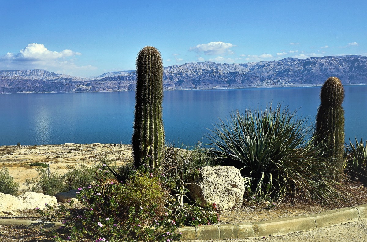 Zdjęcia: Ein Gedi, ., Morze Martwe, IZRAEL Zdjęcia: Ein Gedi, ., Morze Martwe, IZRAEL