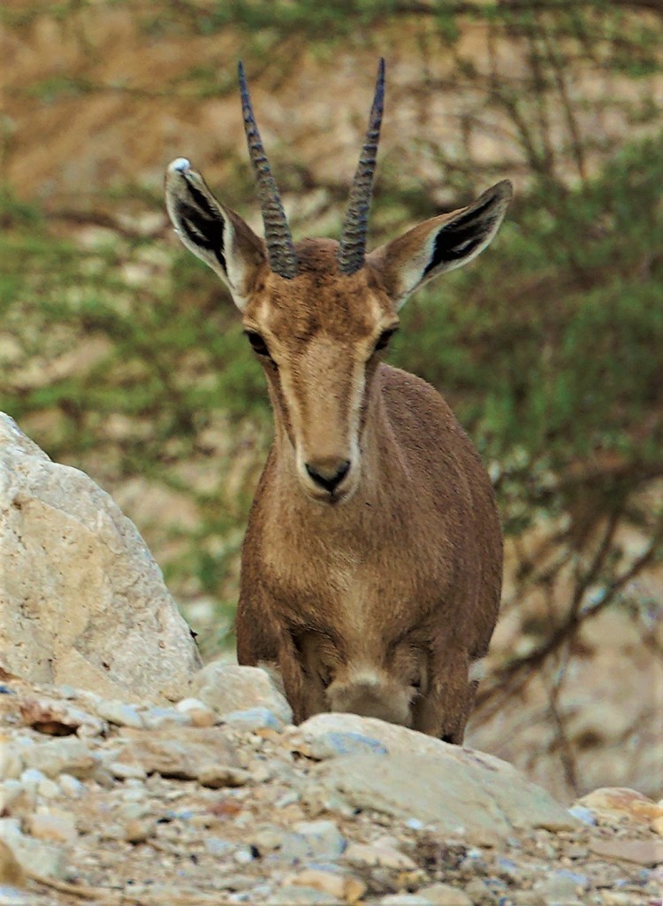 Zdjęcia: Ein Gedi, Morze Martwe, Koziorożec, IZRAEL Zdjęcia: Ein Gedi, Morze Martwe, Koziorożec, IZRAEL