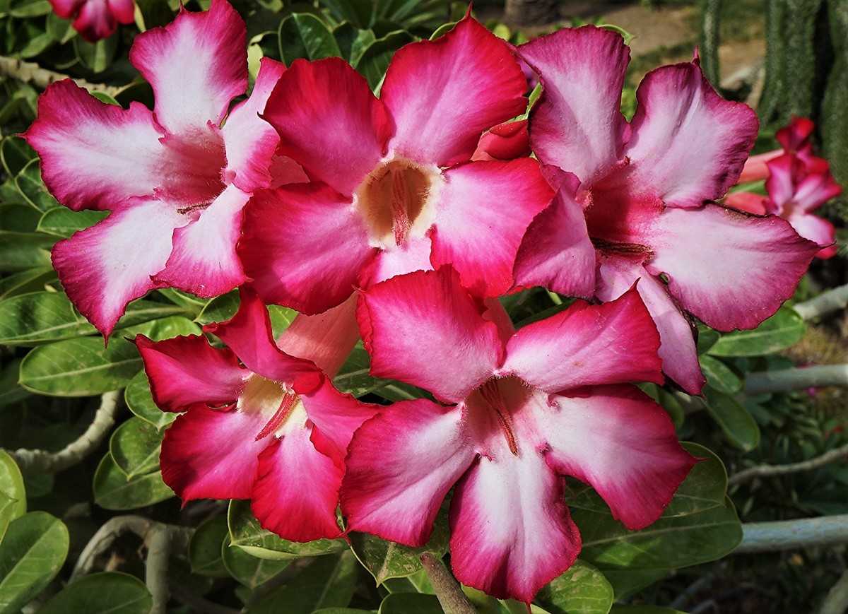 Zdjęcia: Ein Gedi, Morze Martwe, Kwiaty adenium, IZRAEL Zdjęcia: Ein Gedi, Morze Martwe, Kwiaty adenium, IZRAEL