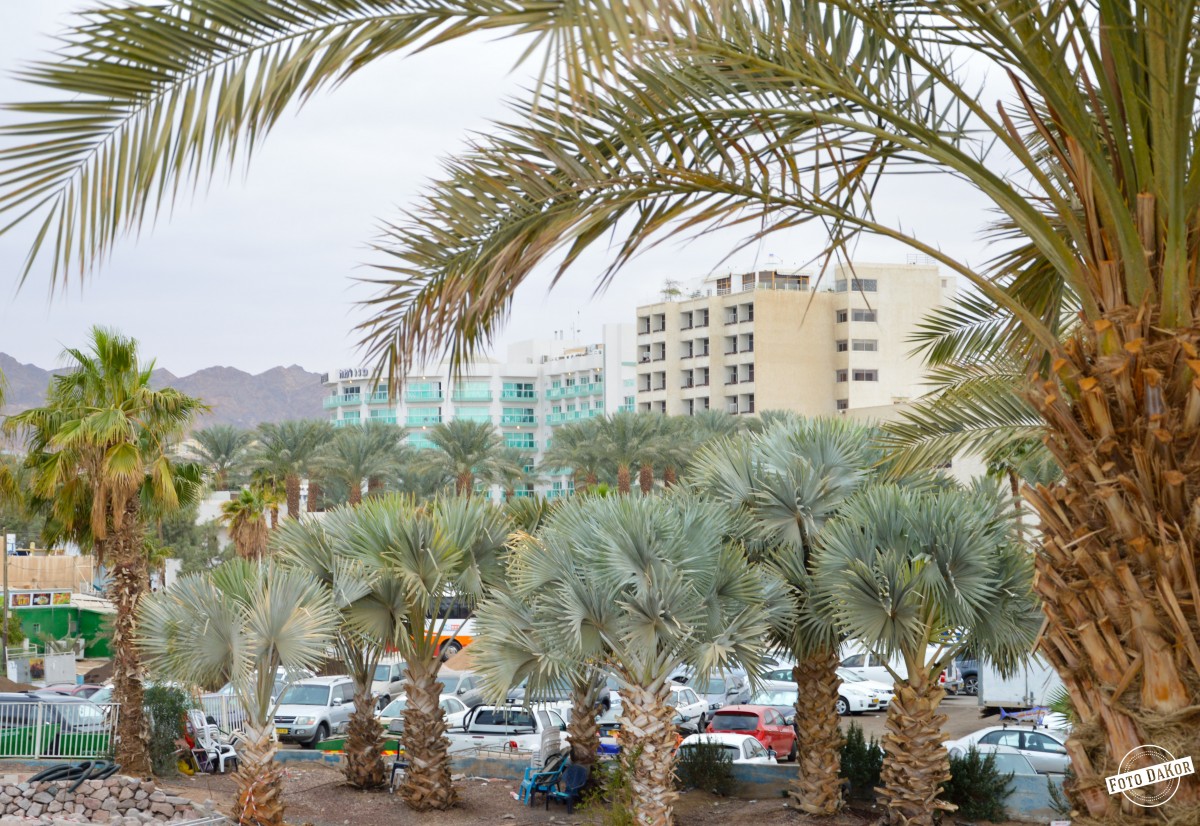 Zdjęcia: Eilat, Dystrykt Południowy, Wszędzie Palmy, IZRAEL Zdjęcia: Eilat, Dystrykt Południowy, Wszędzie Palmy, IZRAEL