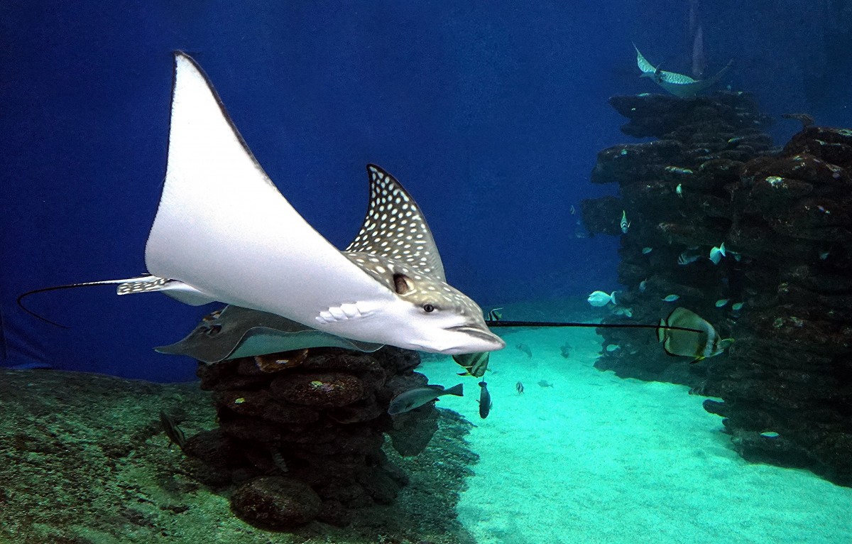 Zdjęcia: .Podwodne obserwatorium, Eilat, Piękna i niebezpieczna, IZRAEL Zdjęcia: .Podwodne obserwatorium, Eilat, Piękna i niebezpieczna, IZRAEL