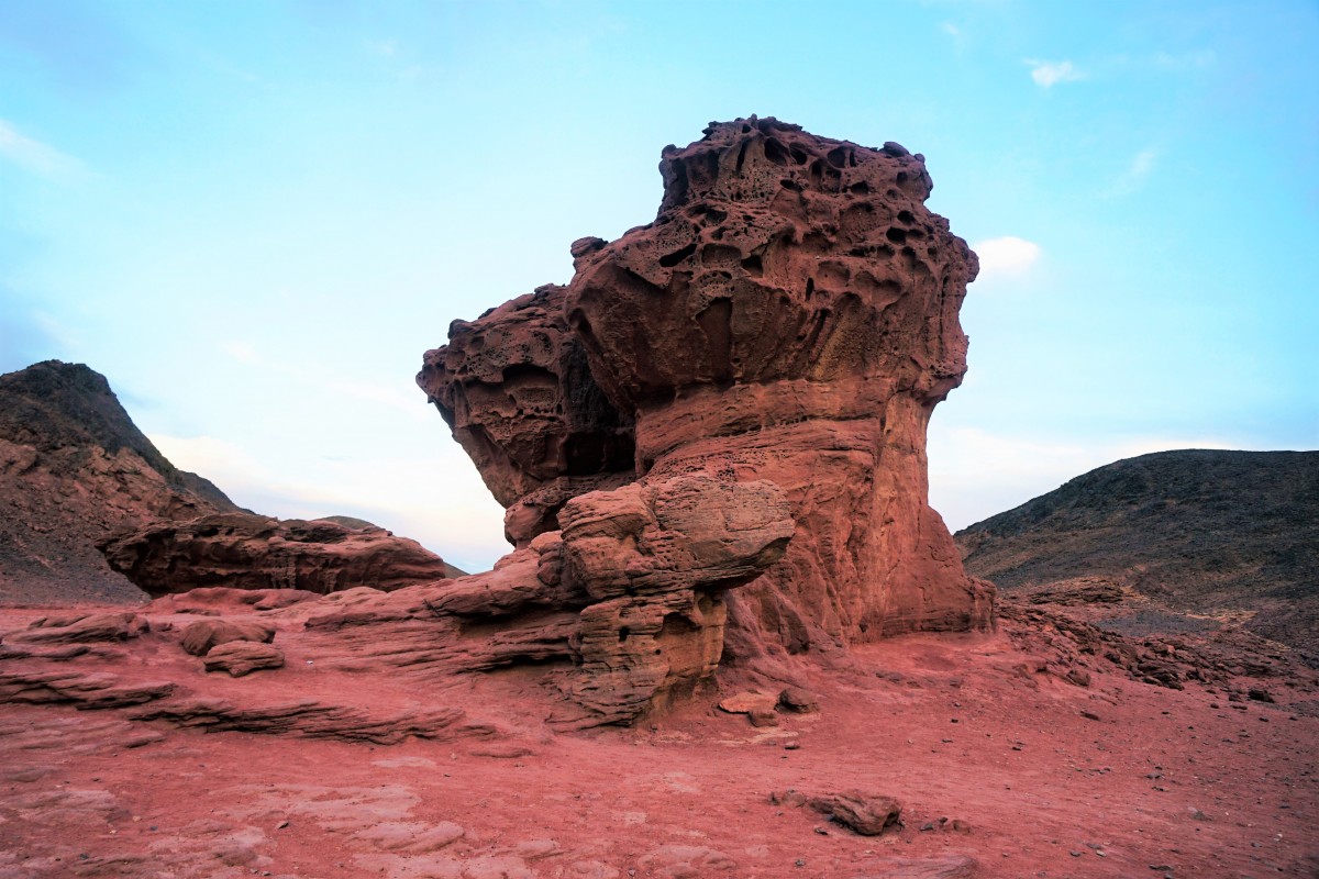 Zdjęcia: Timna Park, Eilat , Skalny smardz, IZRAEL Zdjęcia: Timna Park, Eilat , Skalny smardz, IZRAEL