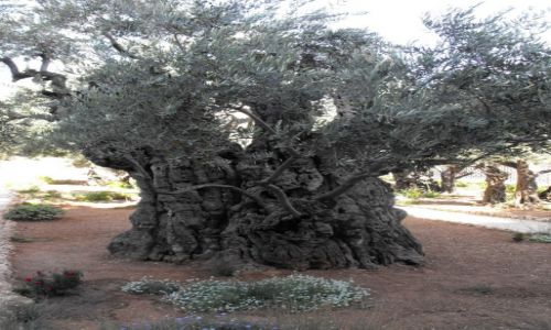 Zdjecie IZRAEL / Izrael / Jerozolima / Ogrd Oliwny