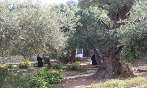 Zdjęcie IZRAEL / Jerozolima / Jerozolima / Getsemani, Ogrójec - Jerozolima - Izrael