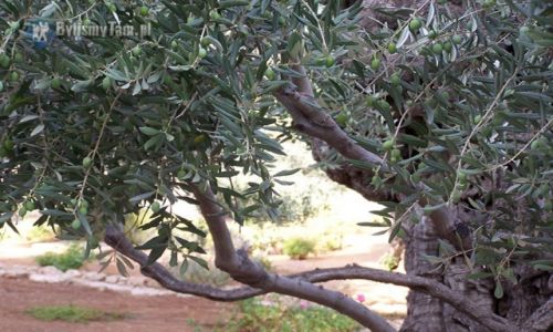 Zdjęcie IZRAEL / Jerozolima / Jerozolima / Getsemani, Ogrójec - Jerozolima, Izrael