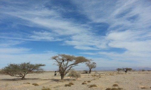 Zdjecie IZRAEL / - / Ashram / Israeli desert